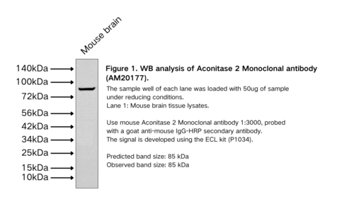 Aconitase 2 Monoclonal antibody