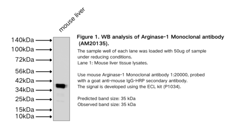 Arginase-1 Monoclonal antibody