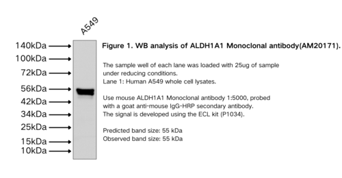 ALDH1A1 Monoclonal antibody