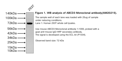ABCD3 Monoclonal antibody