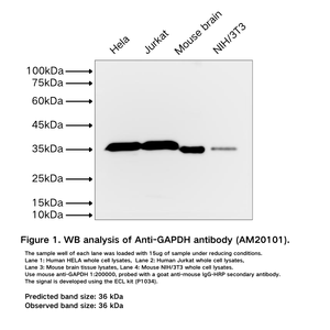 Anti-GAPDH antibody