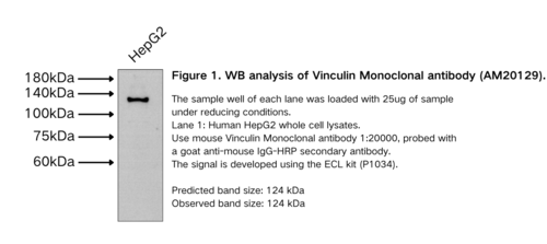 Vinculin Monoclonal antibody
