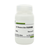 10× Western blot 快速转膜液