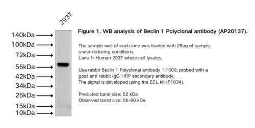 Beclin 1 Polyclonal antibody