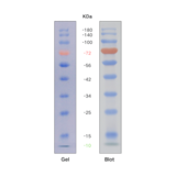 预染蛋白分子量标准（10-180KD)