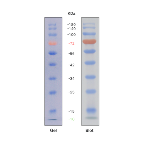 预染蛋白分子量标准（10-180KD)