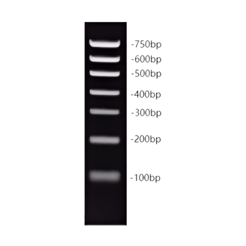 DM750 DNA Marker