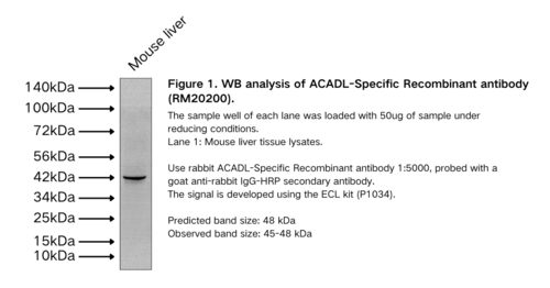 ACADL-Specific Recombinant antibody