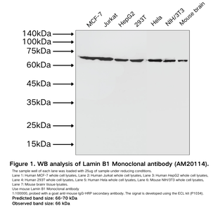 Lamin B1 Monoclonal antibody