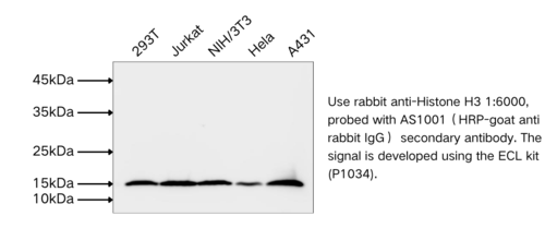 HRP-Goat Anti Rabbit IgG (H+L)