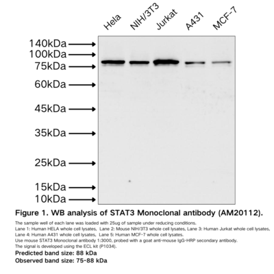 STAT3 Monoclonal antibody